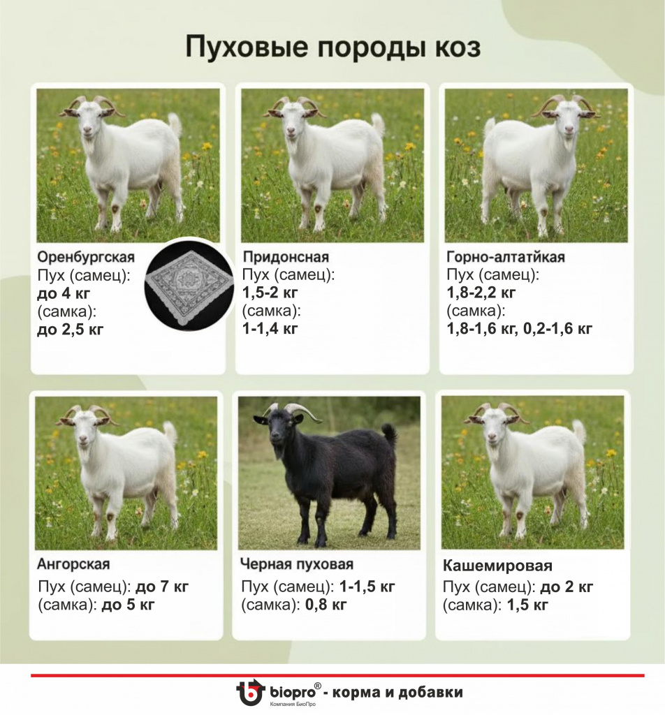 Пуховые породы.jpg Пуховые породы.jpg