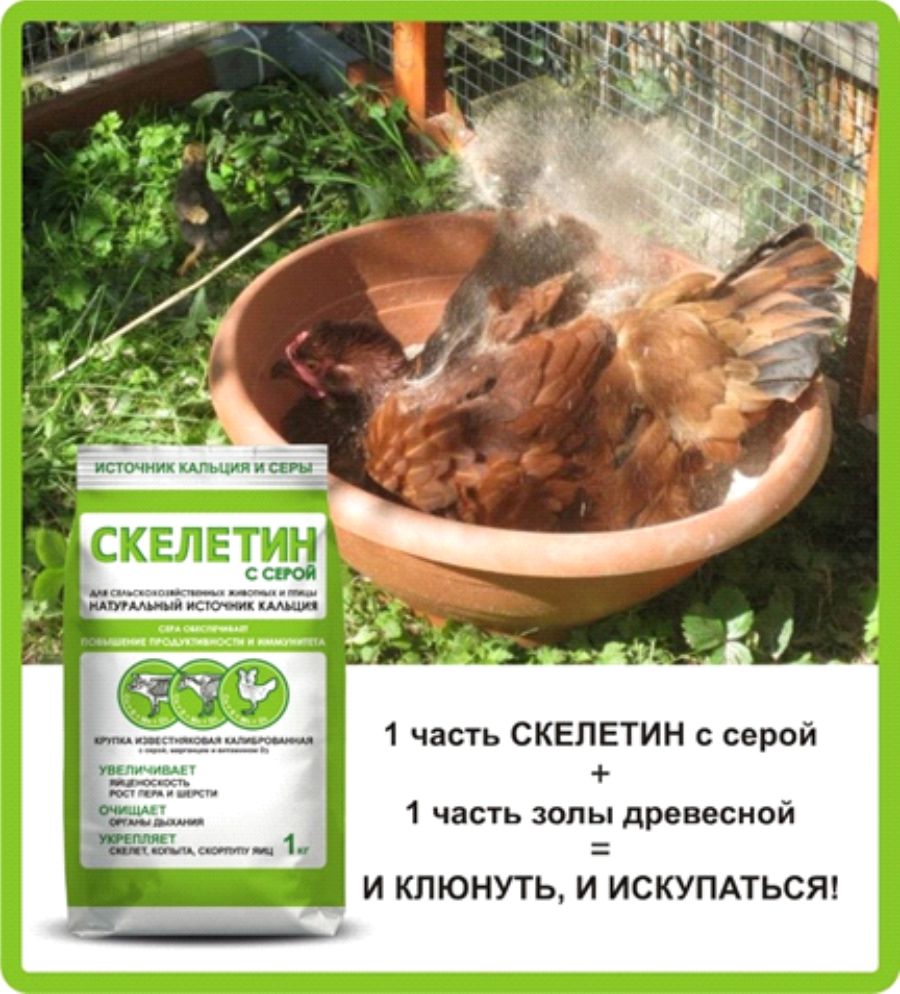 Скелетин с серой2.jpg