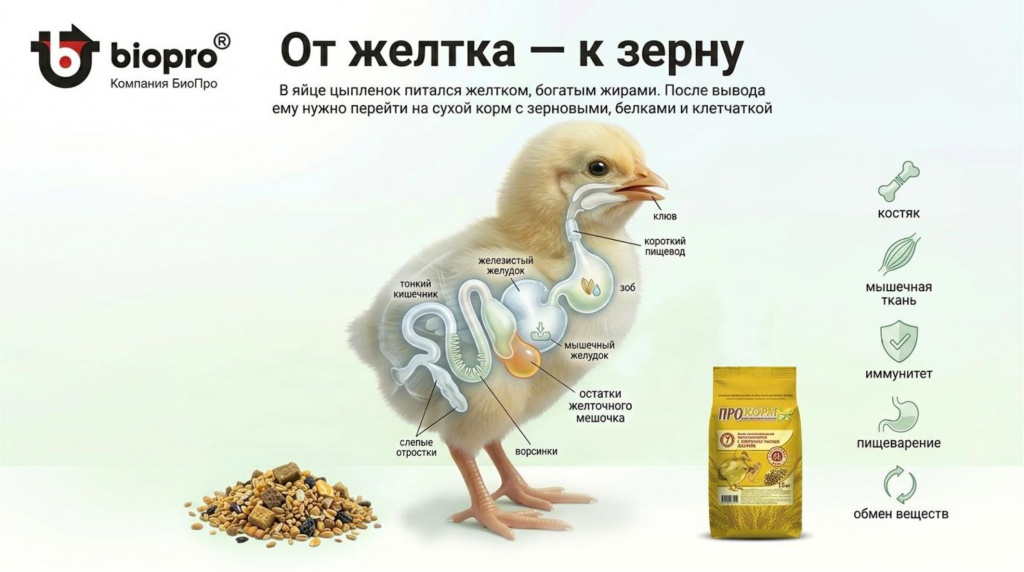 нес1.jpg